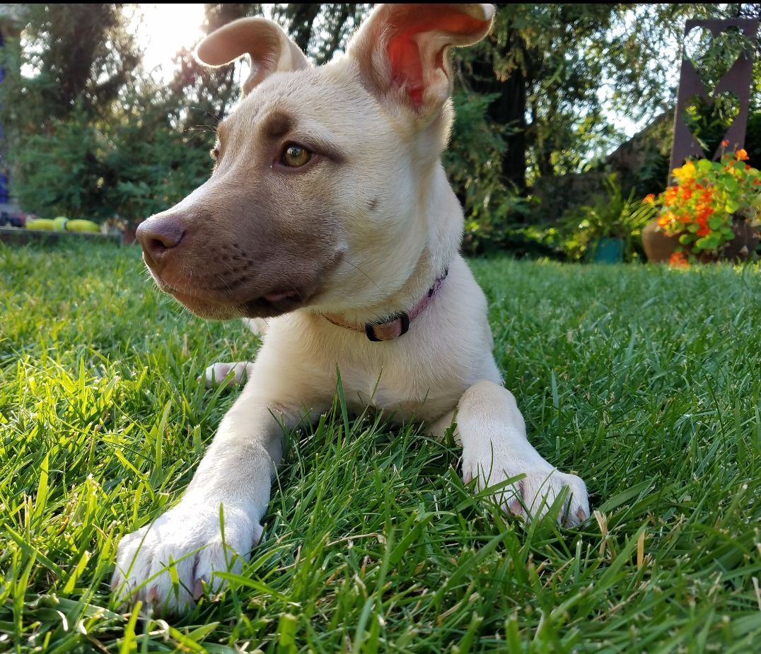 Pic of the Litter: Marley
